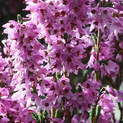 Virsis Heather