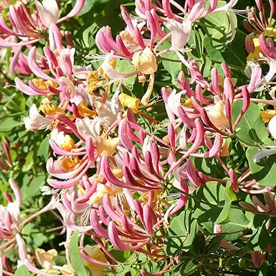 Vitensausserdis Honeysuckle
