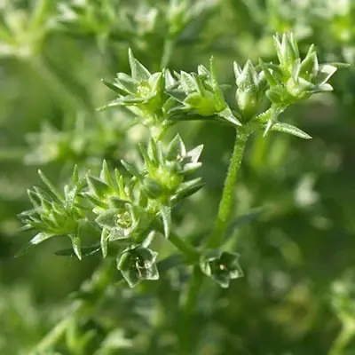zultszalite scleranthus